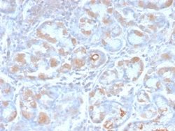 TFF1/pS2 Antibody (TFF1/2969R) - Azide and BSA Free, Novus Biologicals